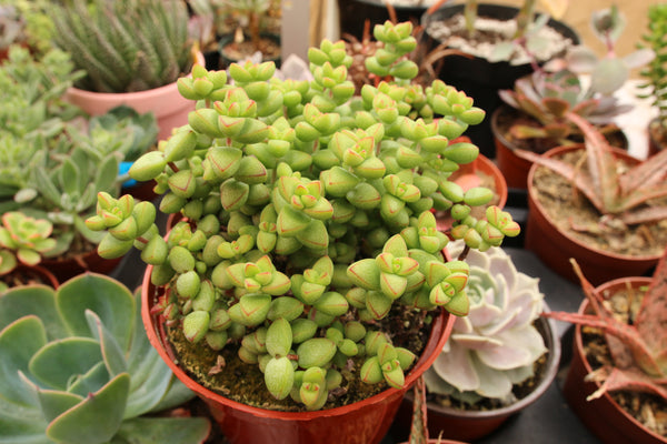 Crassula Brevifolia