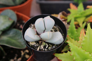 Lithops Lapidaria Margaretae