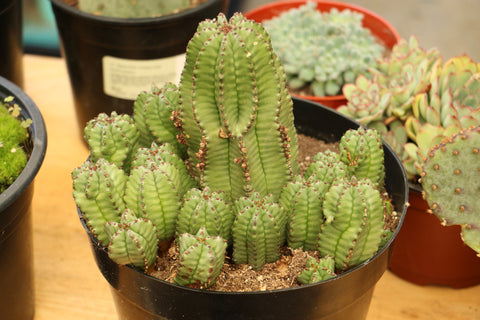 Tanzanian Zipper Cactus