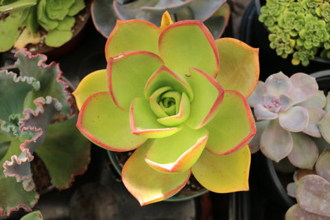 Aeonium Nobile