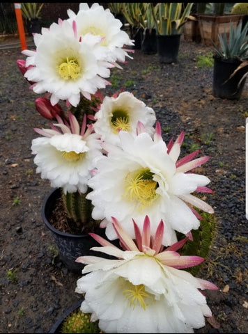 TRICHOCEREUS GRANDIFLORUS  8'