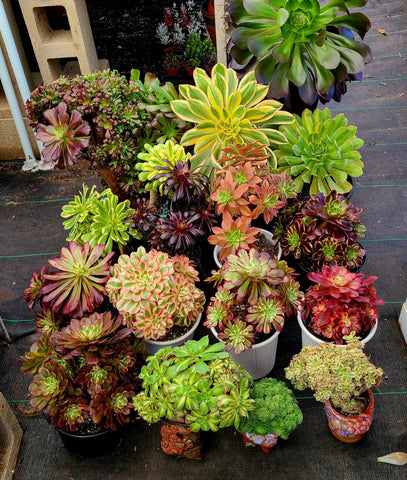 Aeoniums cutting