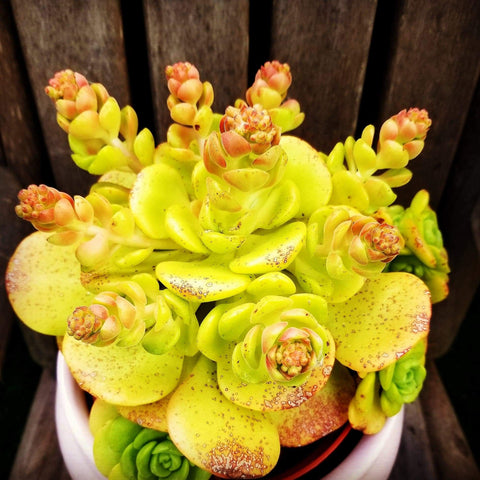 Aeonium Lily Pad